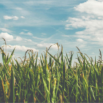 Breath of New Experience: Disclosing Club Oxygen’s Definitive Travel Escape